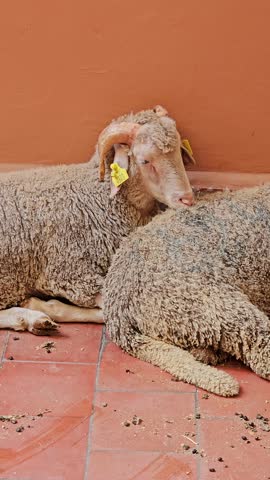 Two Spanish sheep lying in close-up view 