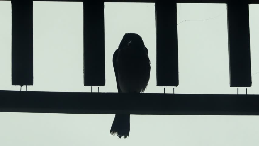 Butcherbird Silohuette Perched On Porch Overhang Australia Gippsland Victoria Maffra