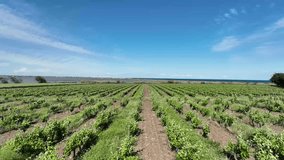Vineyards near the Cathedral at Maguelone France, Aerial flyover shot - Powered by Shutterstock - Get 15% off with code: PIKWIZARD15