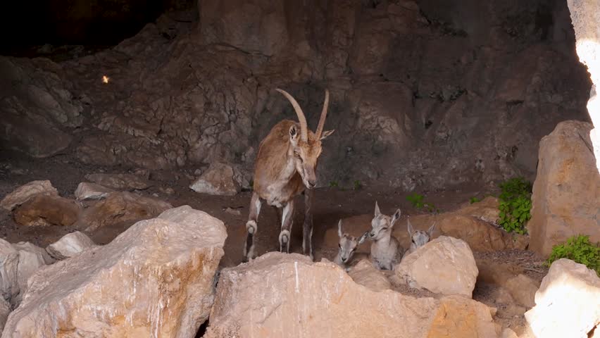 newborn mountain goats sucking mother's milk