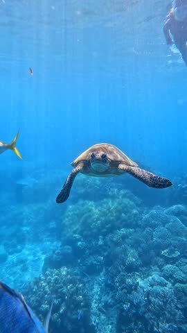 A turtle is swimming in the ocean with a fish in the background. The scene is peaceful and serene
