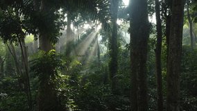 Sunlight through leaves and trees in tropical forest. Beautiful landscape nature rainforest in Bogor City, Indonesia. - Powered by Shutterstock - Get 15% off with code: PIKWIZARD15