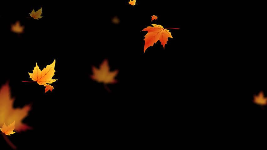 animated leaf falling. autumn maple leaves fall, video footage animation on alpha channel background.