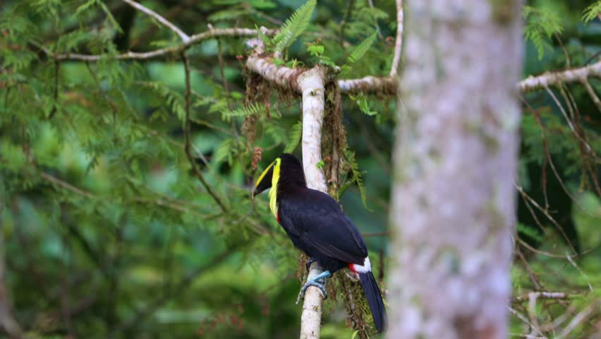 Chocó Toucan, Ramphastos brevis, perched gracefully on a branch in the lush cloud forest of Mindo, Ecuador. This bird species is renowned for its vibrant plumage and distinctive bill