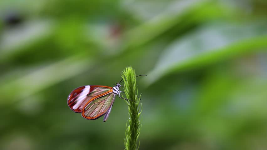 greta oto,  glasswing butterfly, perched on a plant in  Mindo, Ecuador. This butterfly is known for its transparent wings, which make it a unique and fascinating subject for nature photography