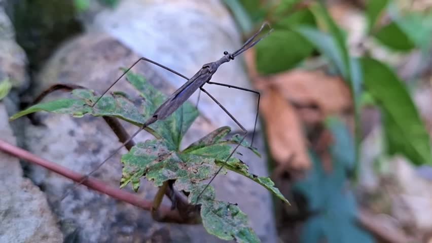 Ranatra fusca is a water stick insect 