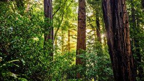 Static shot of green forest with glowing rays in the background - Powered by Shutterstock - Get 15% off with code: PIKWIZARD15