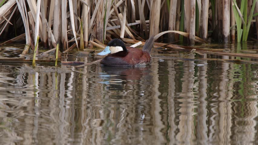Male Ruddy Duck floating in wetland stows blue bill under wing to nap
