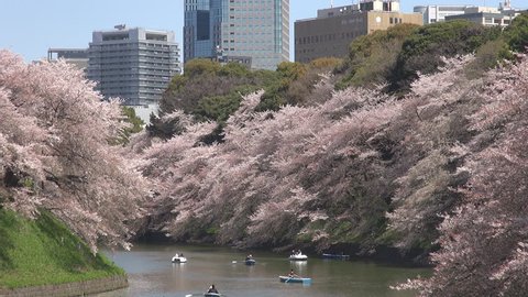 TOKYO - APRIL 10, 2012, Beautiful Japanese cherry blossom with Tokyo city Stock Video