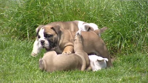 Playful English Bulldog pups on lawn. Highly spirited as a puppy, the English Bulldog grows up to be a calm adult that prefers not to exercise and is prone to drooling and snoring.