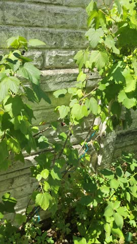 a man picks berries. a man collects currants from the bushes. black currant berries. ripe currants on the branches. home garden. organic food. healthy eating.