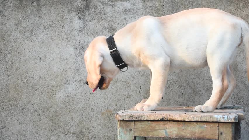 Labrador Retriever puppies are known for friendly, loyal nature. They
