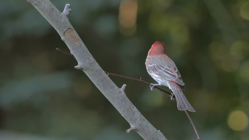 A The House finch (Haemorhous mexicanus) rests on a branch in the forest.