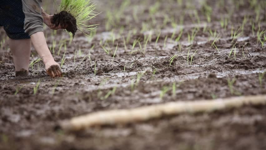 Image of rice planting by hand
