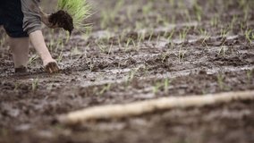 Image of rice planting by hand
 - Powered by Shutterstock - Get 15% off with code: PIKWIZARD15