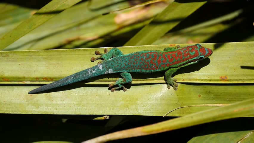 Colorful tropical ornate day gecko from Mauritius on palm tree leaf
