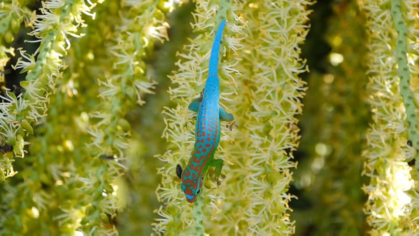 Turquoise blue ornate day gecko eating from drupe of palm tree