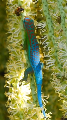 Turquoise blue ornate day gecko eating from drupe of palm tree