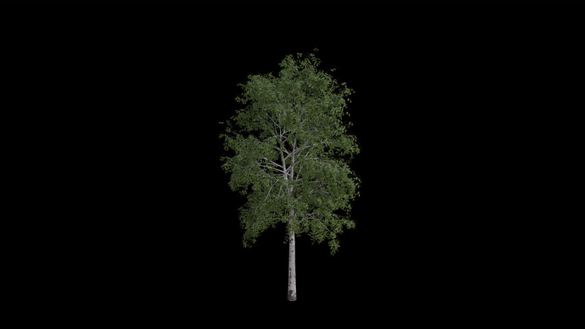 Silver Birch Tree blowing in the wind. Wind blows the European white birch Tree. Animated Betula pendula Tree swaying in the wind with Transparent Background. Alpha Channel. Loop Animation