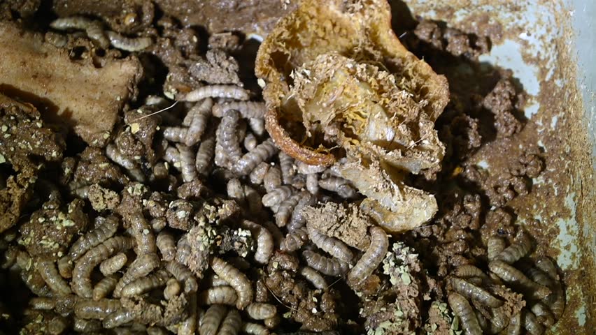 footage of maggots eating very greedily for the organic waste provided
