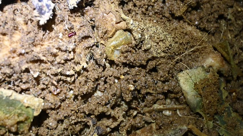 footage of maggots eating very greedily for the organic waste provided

