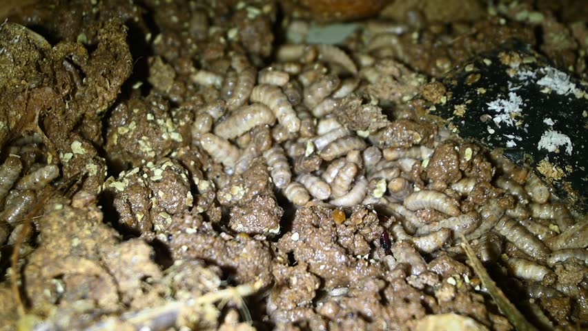 footage of maggots eating very greedily for the organic waste provided
