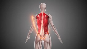 Animation of the female upper body back muscles - Powered by Shutterstock - Get 15% off with code: PIKWIZARD15