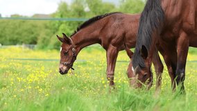 Slow motion of a mare and foal eating grass together in a field. Horse breeding. Thoroughbreds. Equestrian. Horse breeding. Summer time.  - Powered by Shutterstock - Get 15% off with code: PIKWIZARD15