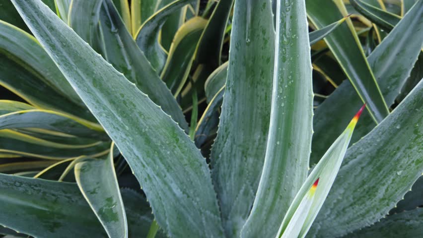 agave americana plant in the garden natural