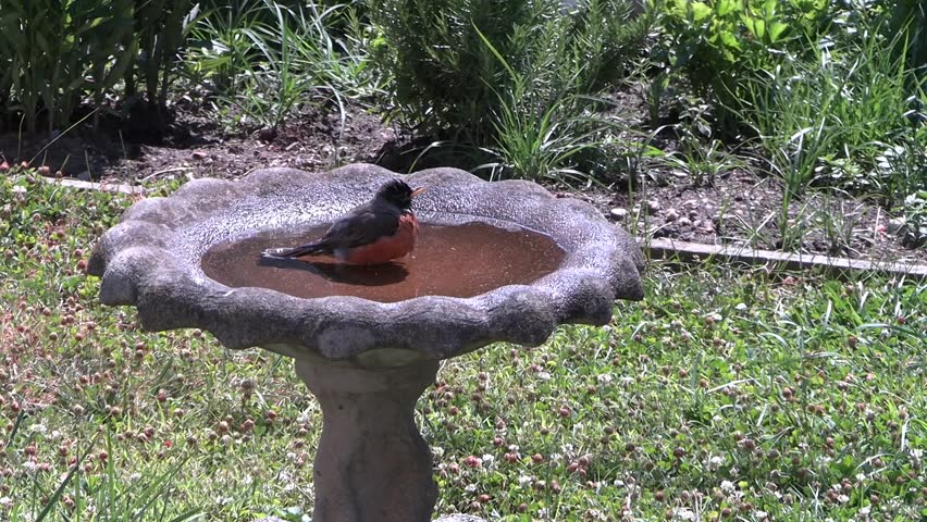 Robin in birdbath on a summer day