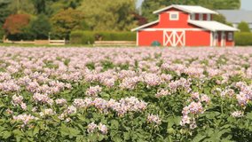 Potato Blossoms, Barn Background. A field of flowering potato plants in front of a scenic bright, red, barn.