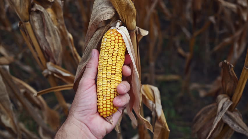 Farmer agronomist holding corn ear on the cob. Ripe maize ready for harvest. Selective focus.