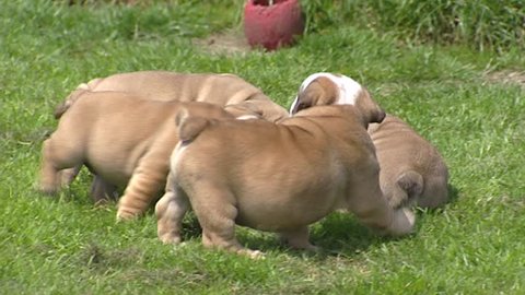Playful English Bulldog pups on lawn - low angle. Highly spirited as a puppy, the English Bulldog grows up to be a calm adult that prefers not to exercise and is prone to drooling and snoring. 