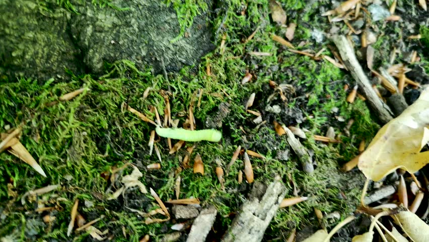 Caterpillar Pseudoips prasinana in a mountain forest