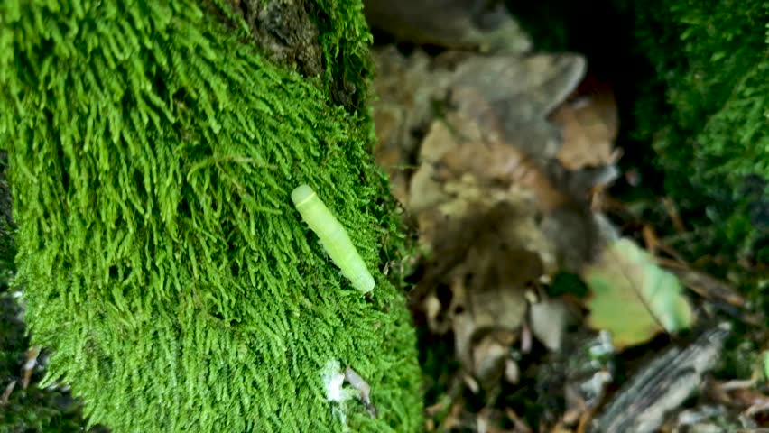 Caterpillar Pseudoips prasinana in a mountain forest