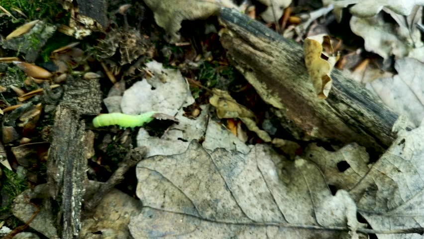 Caterpillar Pseudoips prasinana in a mountain forest