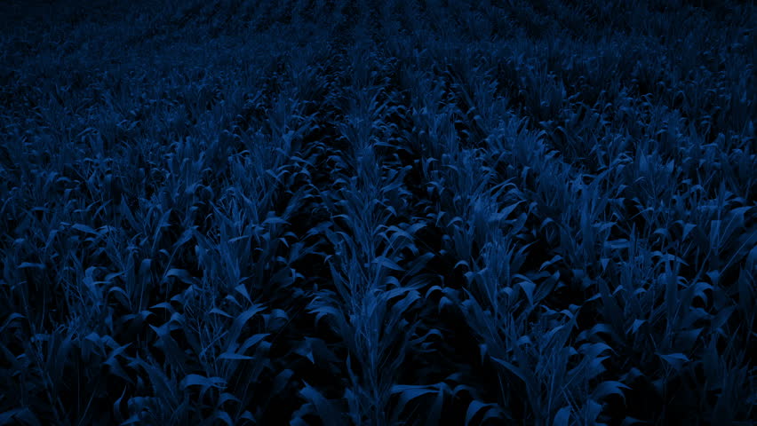 Corn Field Sways In The Breeze At Night
