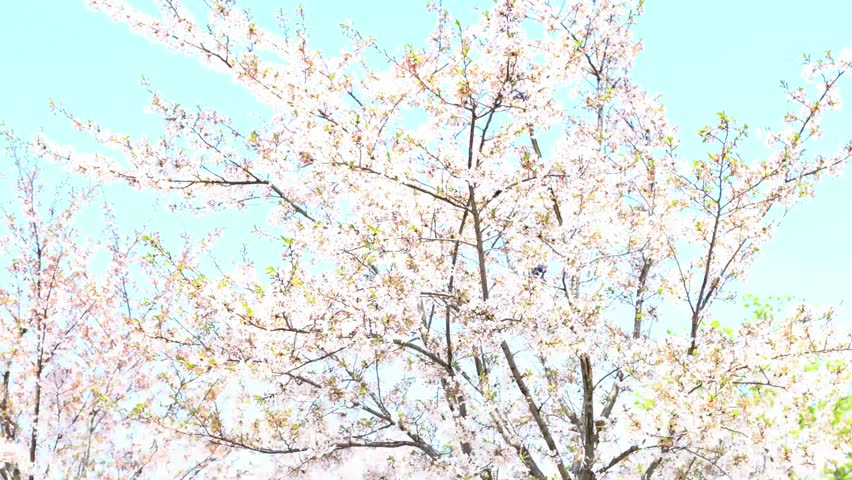 Cherry blossoms in spring in Hongkou District, Shanghai, April 2, 2023
