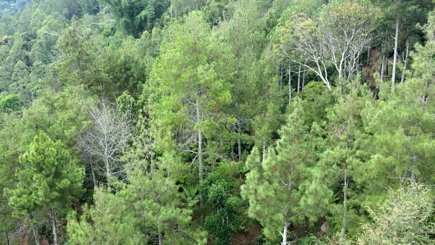 Aerial Shot of pine forest view in nature