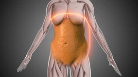 Female abdominal fat lose animation - Powered by Shutterstock - Get 15% off with code: PIKWIZARD15