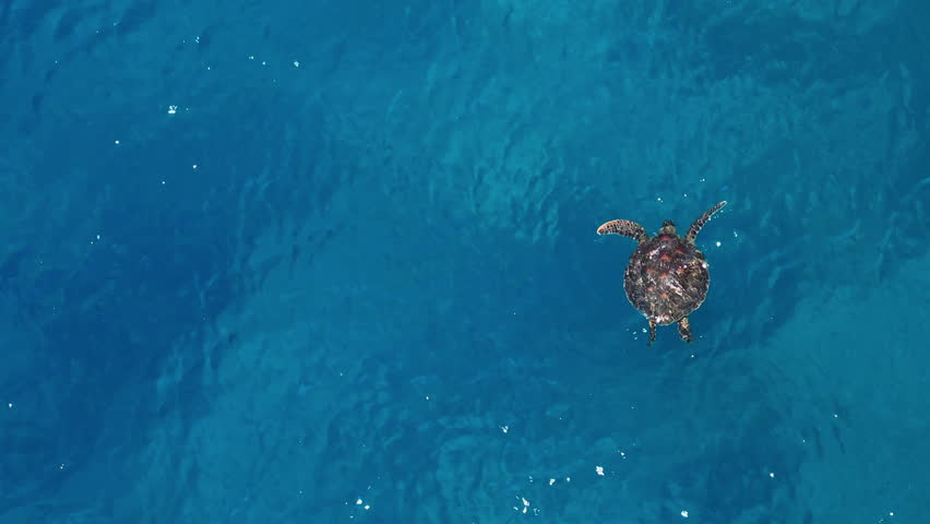 Aerial view of swimming green sea turtle in Liuqiu island , Taiwan.