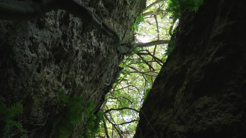Walk through Rainforest and jungle forest with rocks  in Liuqiu island , Taiwan.