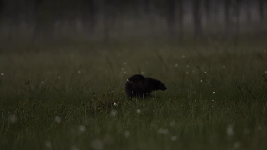 Night, Finland wildlife. Wolverine in autumn forest lake habitat. Animal running in fall golden grass. Wolverine behaviour in habitat, Finland taiga. Wildlife scene from nature, yellow birch tree.