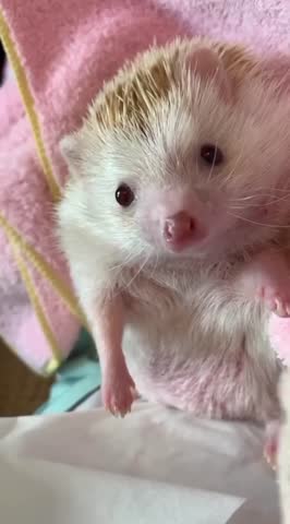 White rat playing with the toy