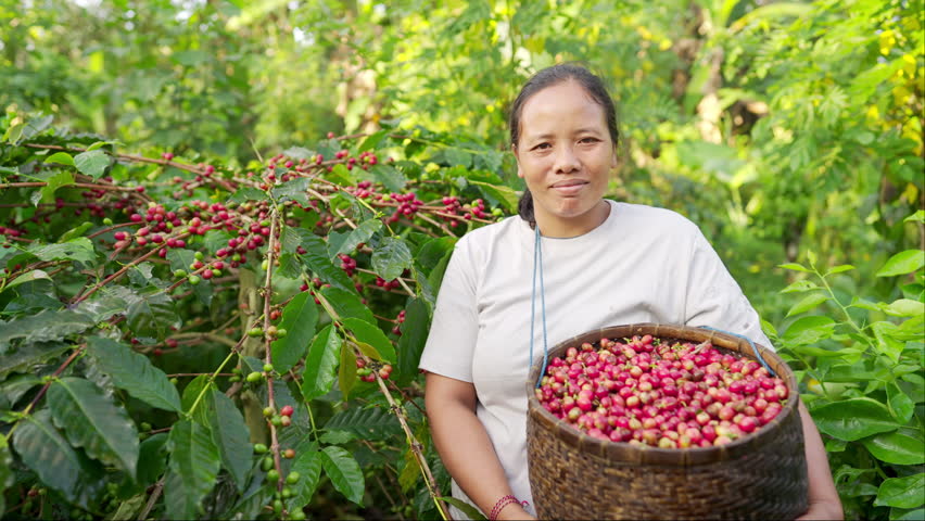 Authentic portrait of smiling young woman coffee farmer with harvested cherries in traditional basket, tree on farm with red ripe berries