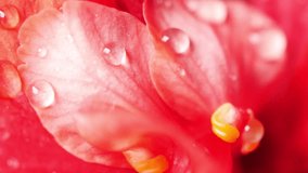 Hibiscus flower  petals closeup macro with water drops on red hibiscus petals flower,  Red hibiscus flower petals photographed with macro lens close up - Powered by Shutterstock - Get 15% off with code: PIKWIZARD15