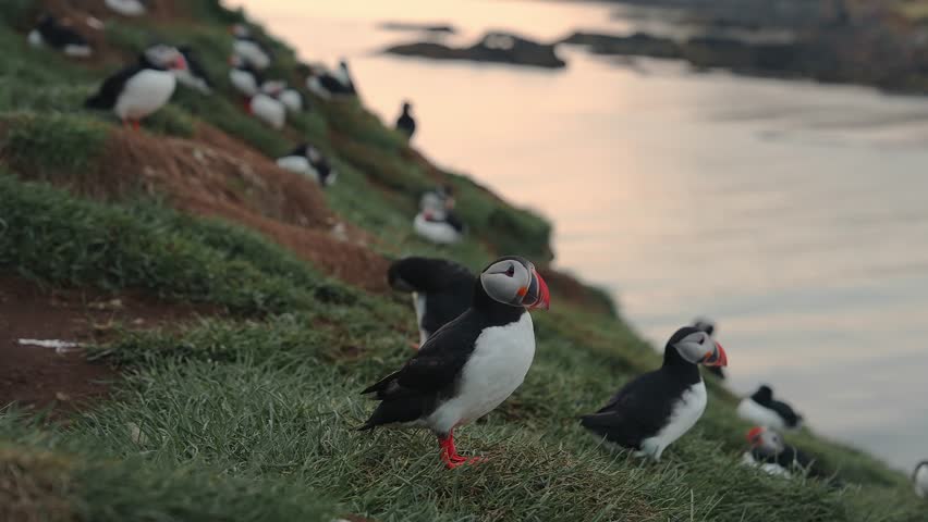 View of the Atlantic puffin, common birds found in Iceland. Atlantic puffin also know as common puffin is a species of seabird in the auk family. Iceland, Norway and Faroe Islands.