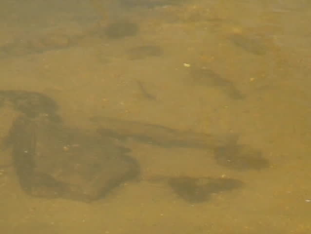 Brook Trout viewed from above. 