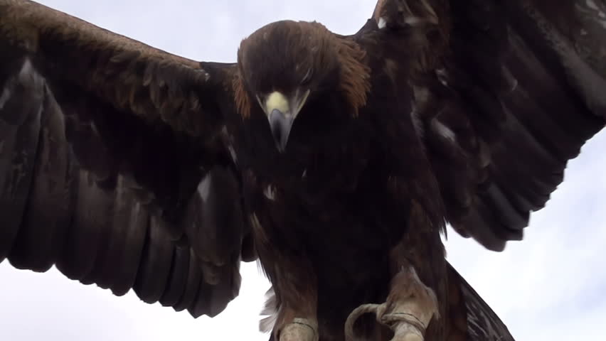 Ancient Method of Hunting. Slow Motion. Saker falcon flaps its wings while sitting on the hand of the hunter
