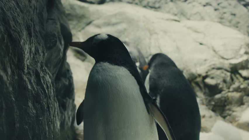 Closeup Of Gentoo Penguins At Osaka Aquarium In Osaka, Japan.